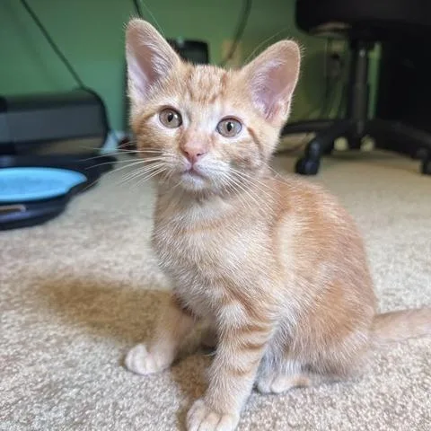 A baby small-sized male Orange / Red Domestic Short Hair cat named Archy for adoption in Shawnee, KS