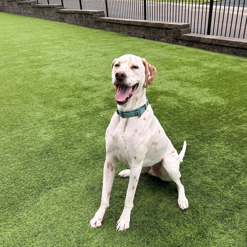 A young large-sized male White / Cream Dalmatian dog named FinnMinnetonka MN for adoption in San Diego, CA