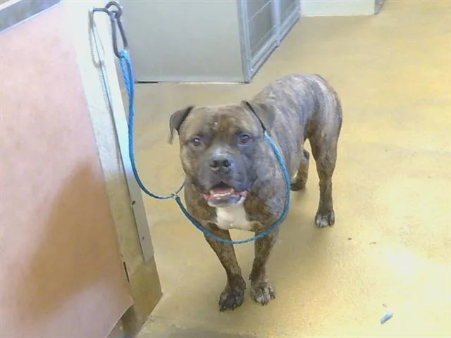 An adult large-sized male Pit Bull Terrier dog named Max for adoption in Sacramento, CA