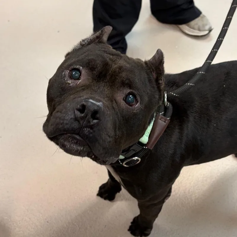 An adult medium-sized male Black Mixed Breed dog named Ferguson for adoption in Newark, NJ