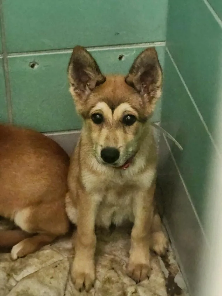 A baby small-sized male German Shepherd Dog dog named Walle for adoption in Houston, TX