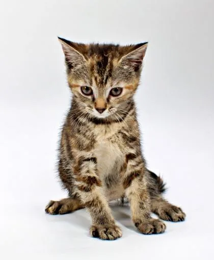 A baby small-sized female Domestic Short Hair cat named Beet for adoption in Morton Grove, IL