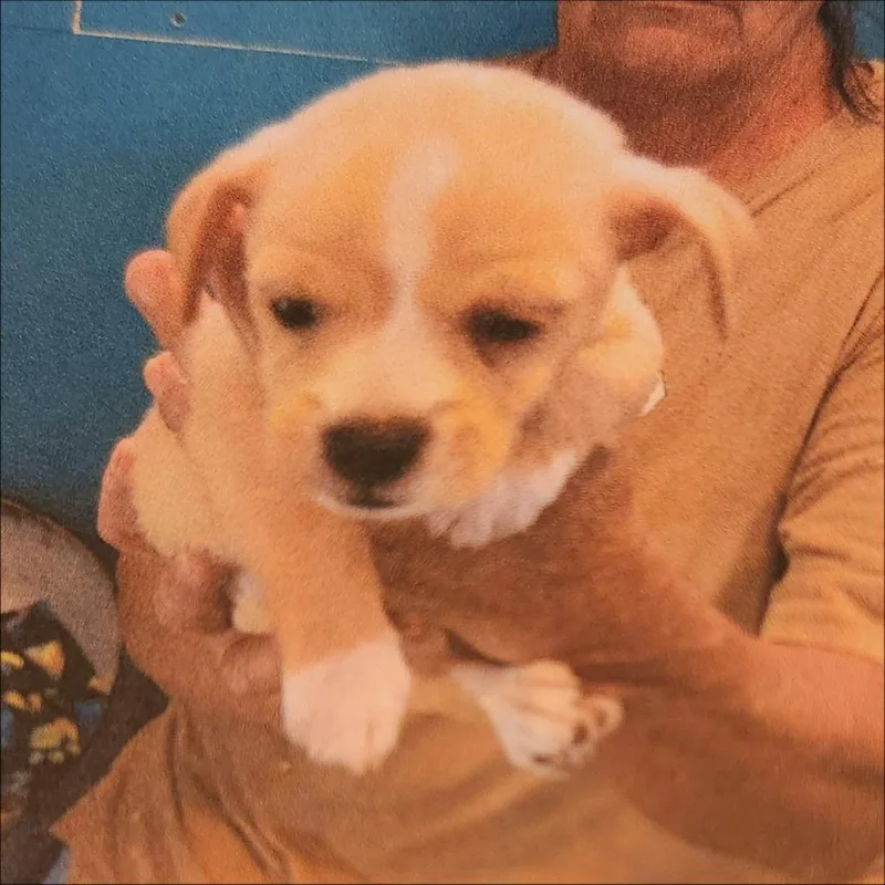 A baby small-sized male Chihuahua dog named Journey for adoption in Thompson Falls, MT
