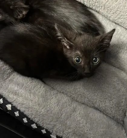 A baby small-sized male Domestic Short Hair cat named Bubbles for adoption in Atlanta, GA