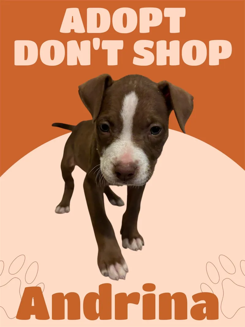 A baby large-sized female Brown / Chocolate American Staffordshire Terrier dog named Andrina for adoption in Arlington, TX