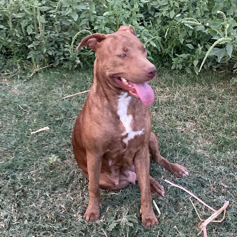 Harley Quinn thumbnail 2