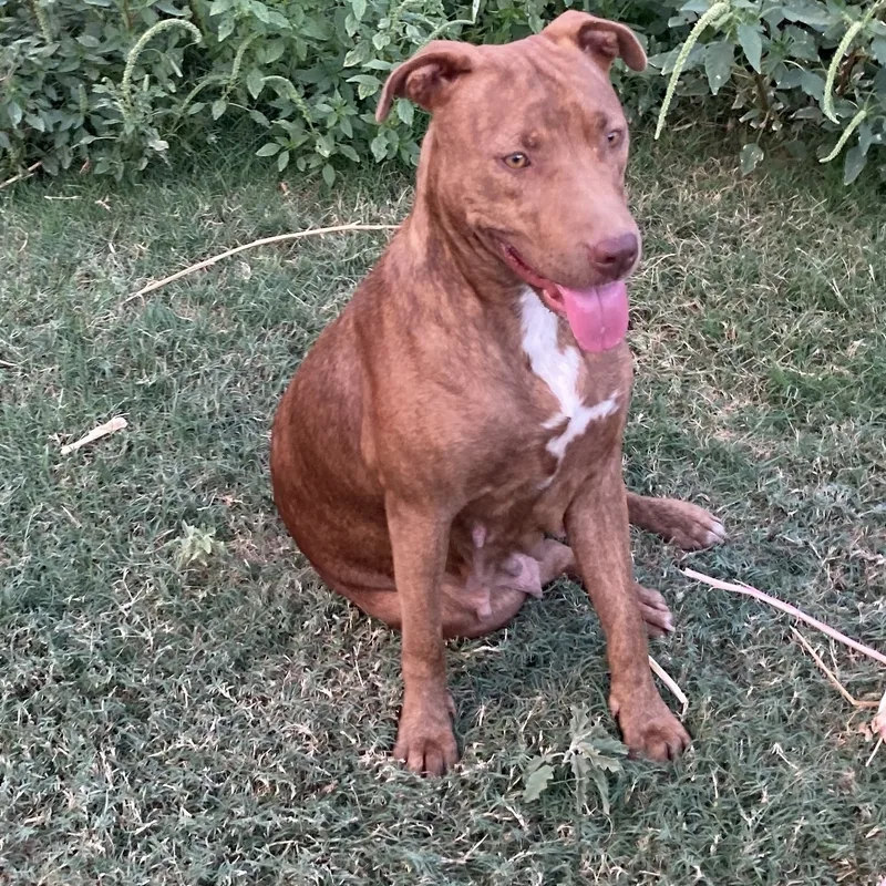 Harley Quinn thumbnail 3