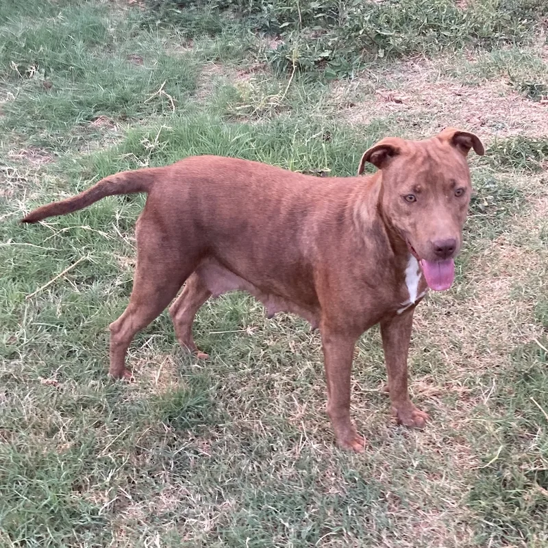 Harley Quinn thumbnail 5