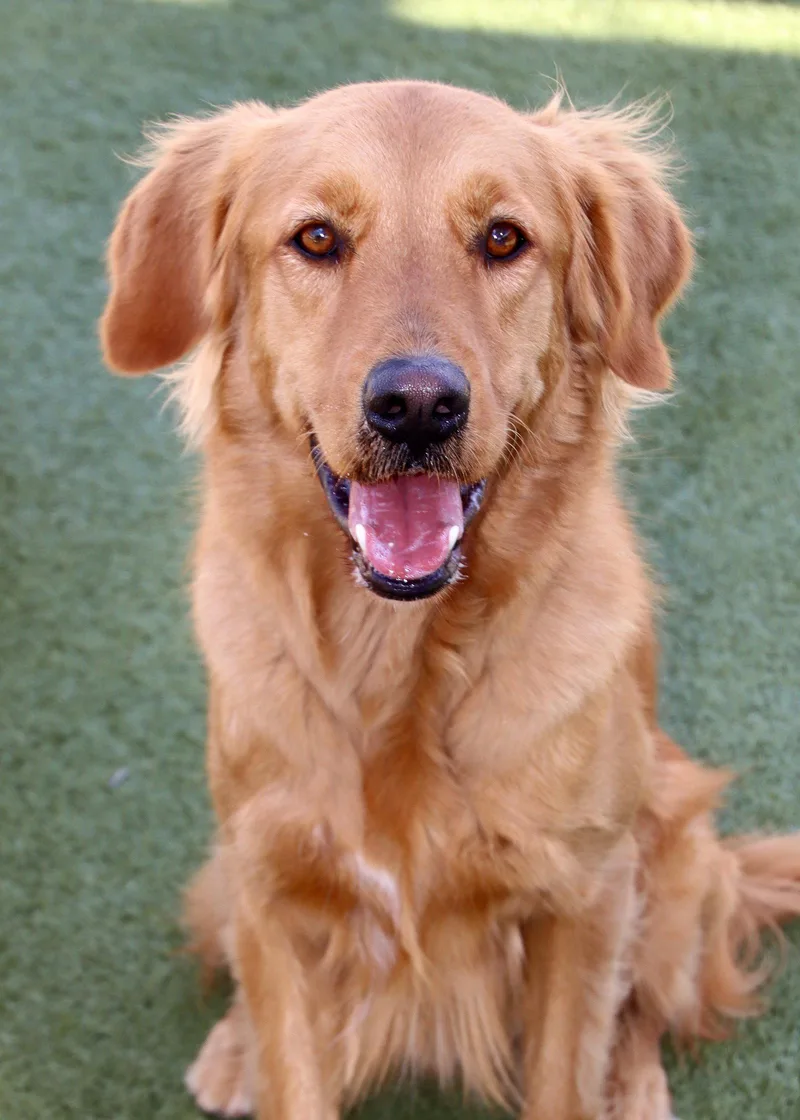 A young medium-sized male Golden Retriever dog named Finn for adoption in Glendale, AZ