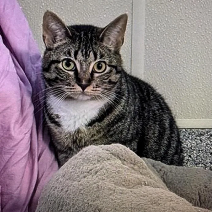 An adult medium-sized female Tabby (Brown / Chocolate) Tabby cat named Paws for adoption in Porter, TX