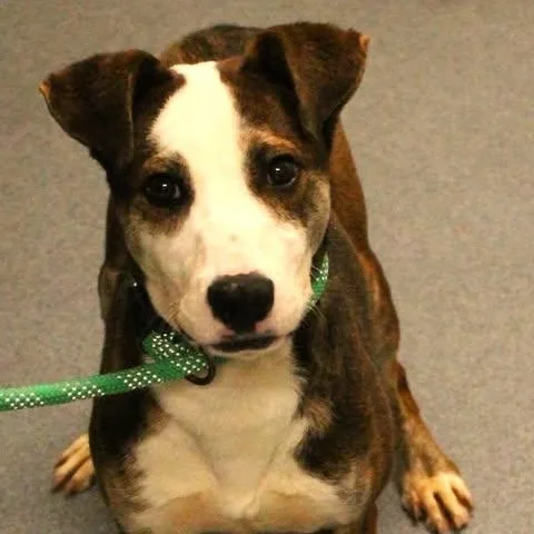 A young medium-sized male Brindle Terrier dog named Rocky for adoption in Fredericksburg, VA
