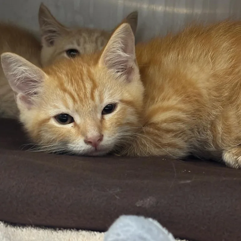 A baby small-sized male Orange / Red Domestic Short Hair cat named Junebug for adoption in Springfield, MA