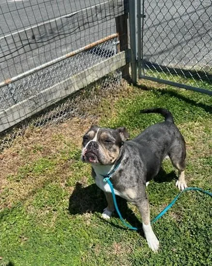 An adult medium-sized female English Bulldog dog named Carissima for adoption in Clayton, NJ