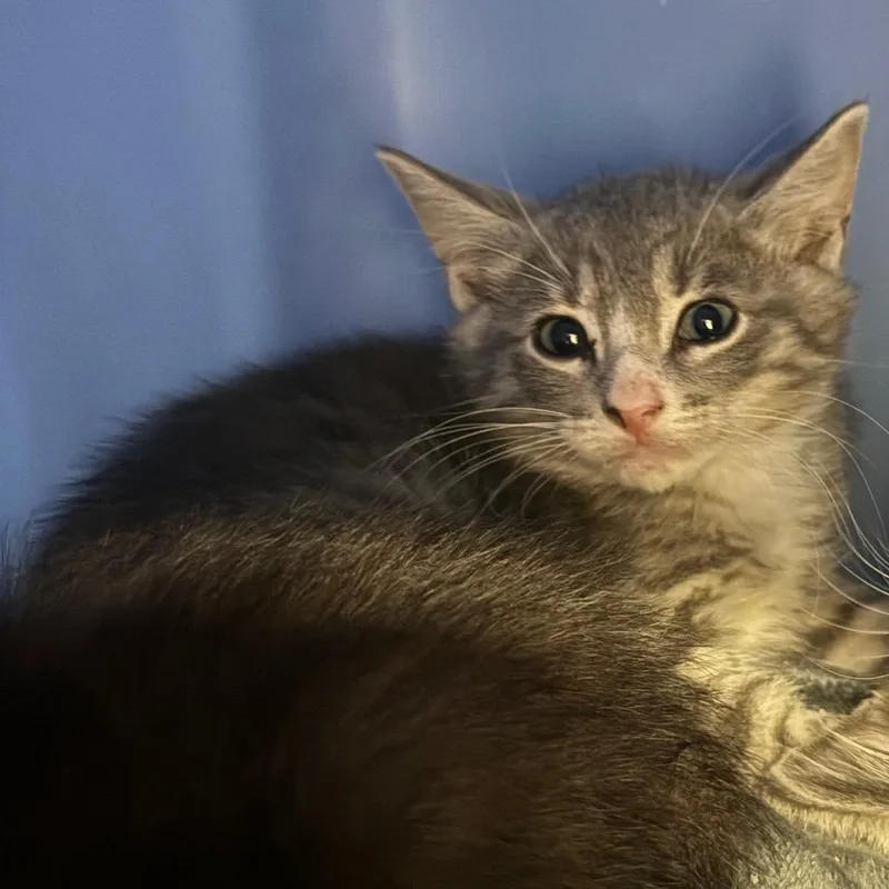 A baby small-sized male Gray / Blue / Silver Domestic Short Hair cat named TabascoC for adoption in East Saint Louis, IL