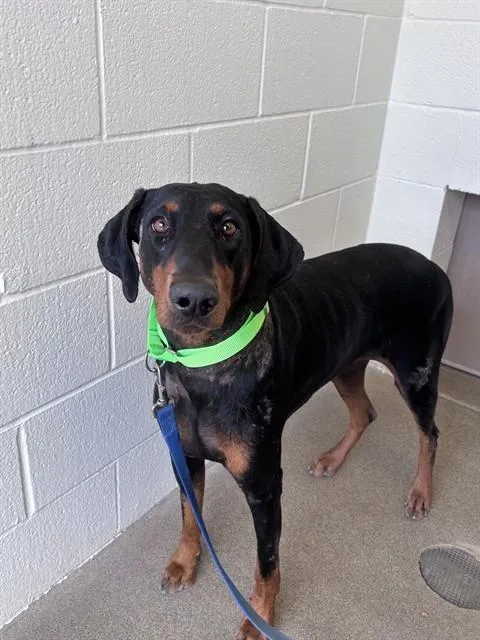 An adult large-sized female Doberman Pinscher dog named Maya for adoption in Tucson, AZ