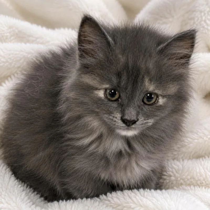 A baby small-sized female Gray / Blue / Silver Domestic Long Hair cat named Charlotte Bronte for adoption in Harrisonburg, VA