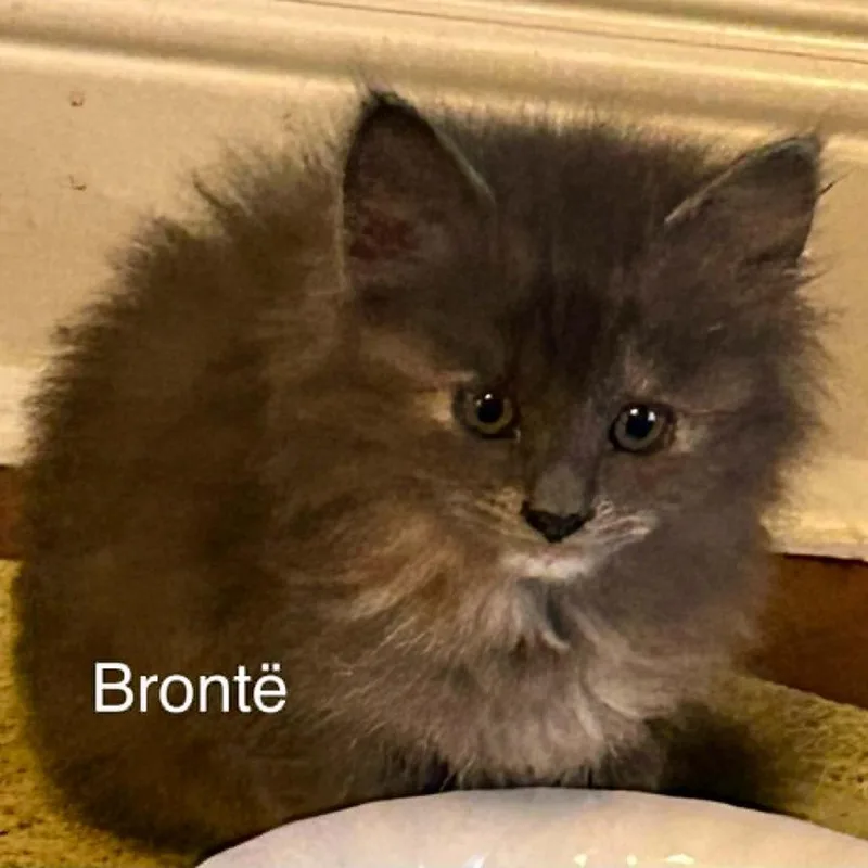 Charlotte Bronte thumbnail 5