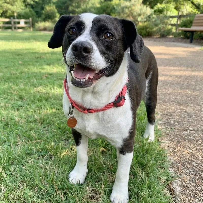A young medium-sized female Border Collie dog named MooMoo for adoption in Roswell, GA