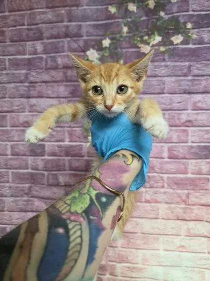 A baby small-sized male Domestic Short Hair cat named Converse for adoption in Houston, TX