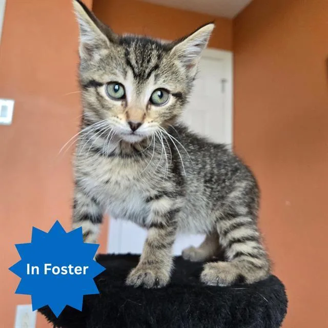 A baby small-sized male Domestic Short Hair cat named Steinbeck for adoption in Indianapolis, IN