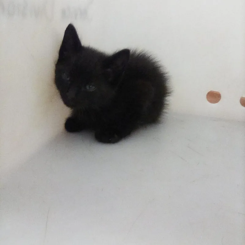 A baby small-sized male Black Domestic Short Hair cat named Toothless for adoption in Columbus, GA