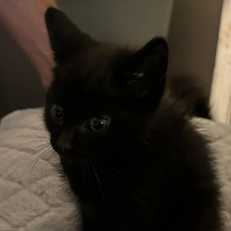 Toothless thumbnail 2