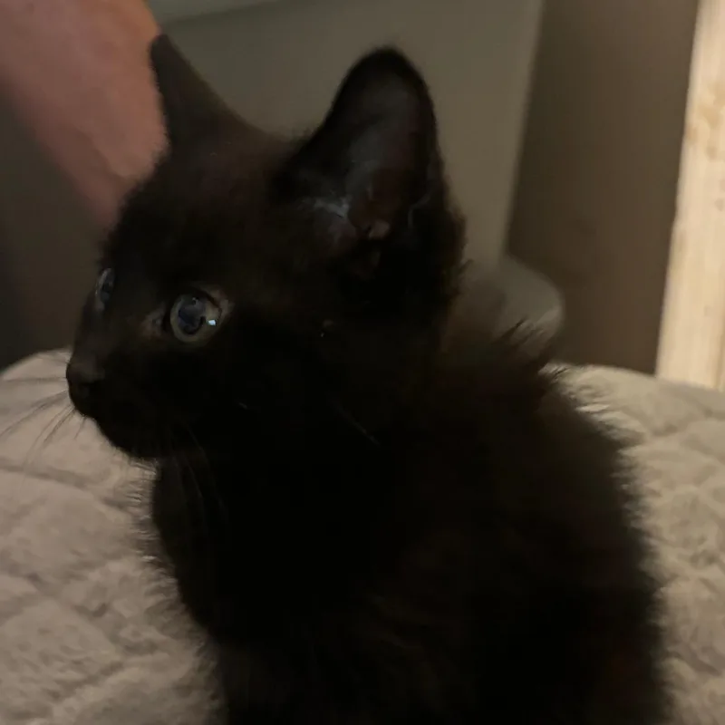 Toothless thumbnail 3