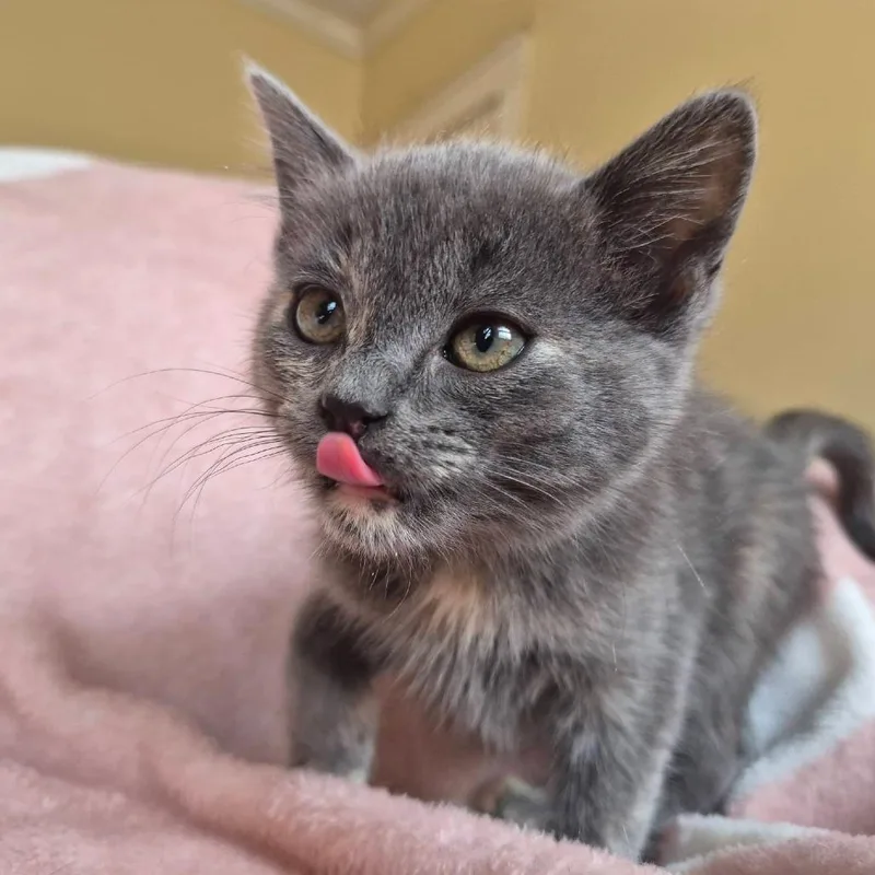 A baby small-sized female Tortoiseshell Domestic Short Hair cat named Rosie for adoption in Lexington, KY