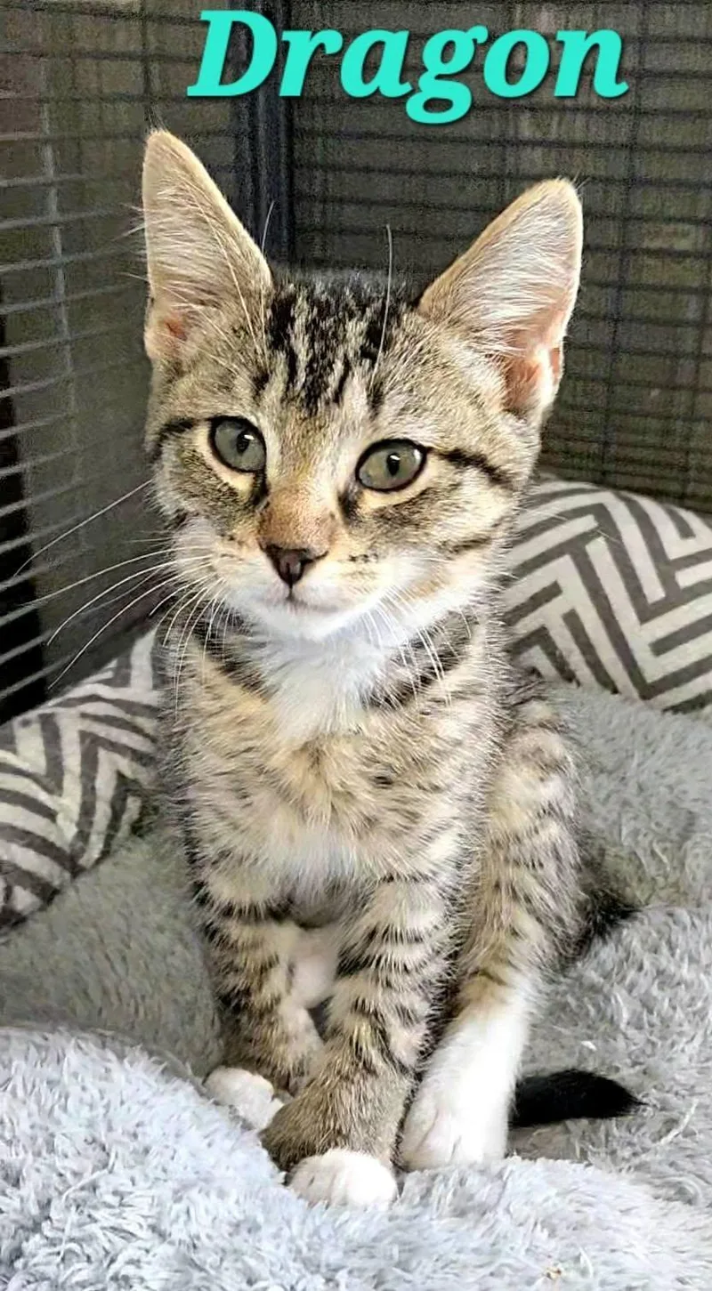 A baby medium-sized male Tabby (Gray / Blue / Silver) Extra-Toes Cat / Hemingway Polydactyl cat named Dragon for adoption in Macon, GA