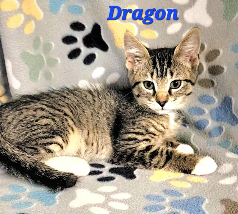 Dragon thumbnail 2
