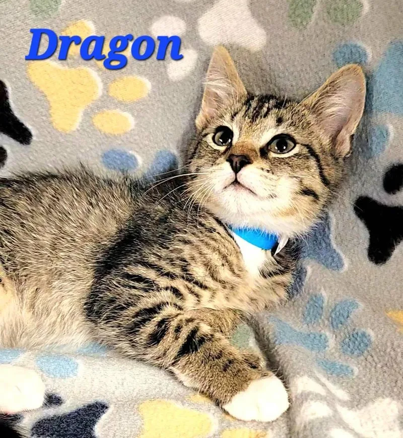 Dragon thumbnail 3