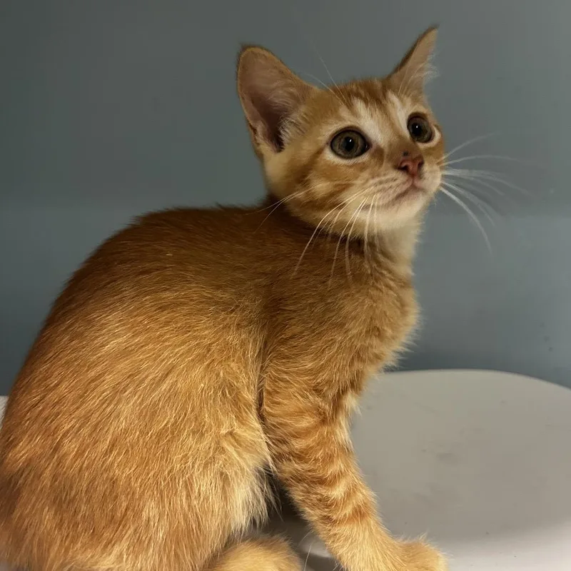 A baby small-sized female Orange / Red Domestic Short Hair cat named Crush for adoption in Chattanooga, TN