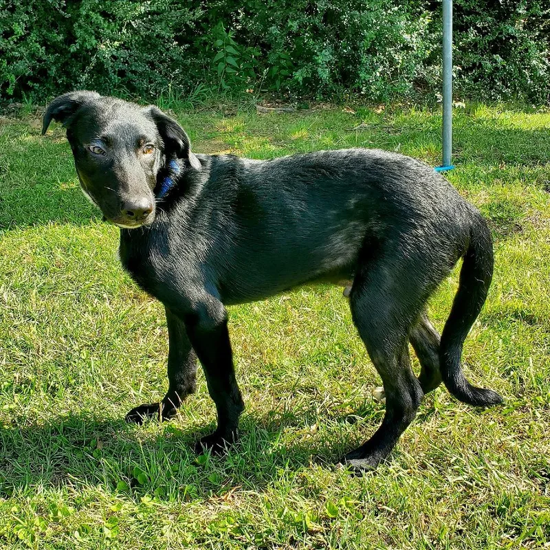 A baby medium-sized male Black Mixed Breed dog named Hector for adoption in Denison, TX