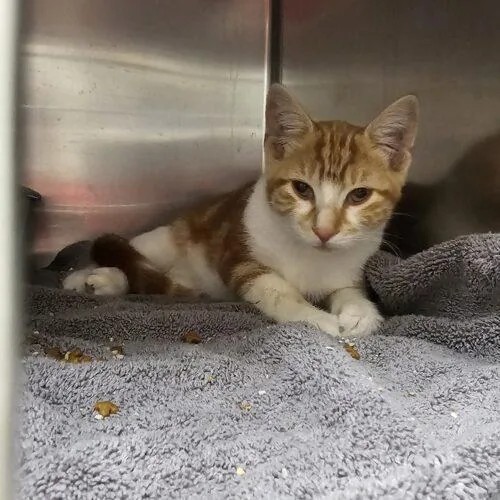A baby small-sized male Domestic Short Hair cat named Casteel for adoption in Burlington, IA