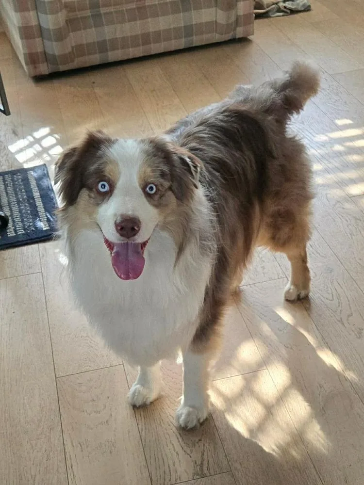 Apollo