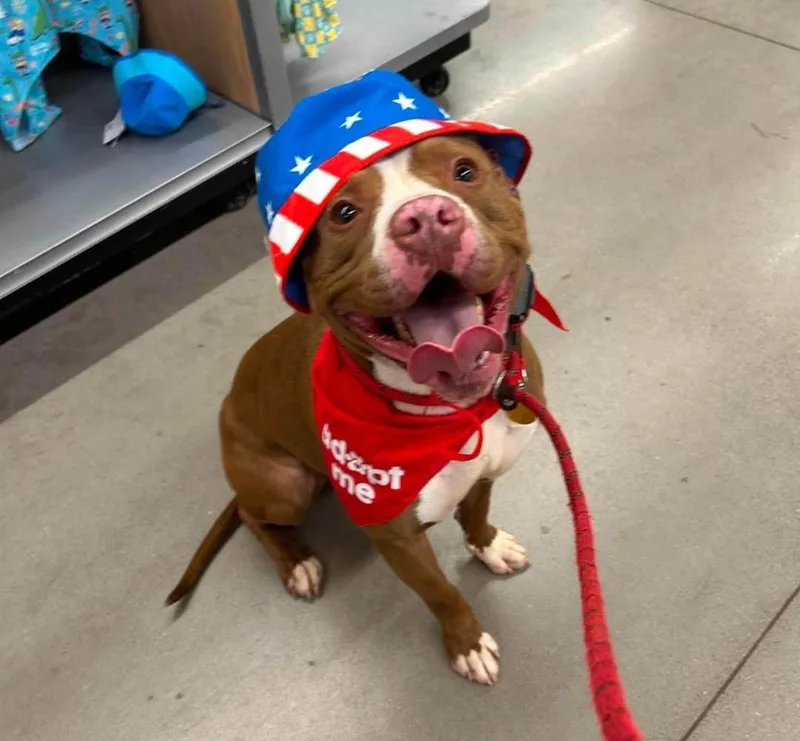 An adult medium-sized male American Staffordshire Terrier dog named Biloxi for adoption in Roswell, GA