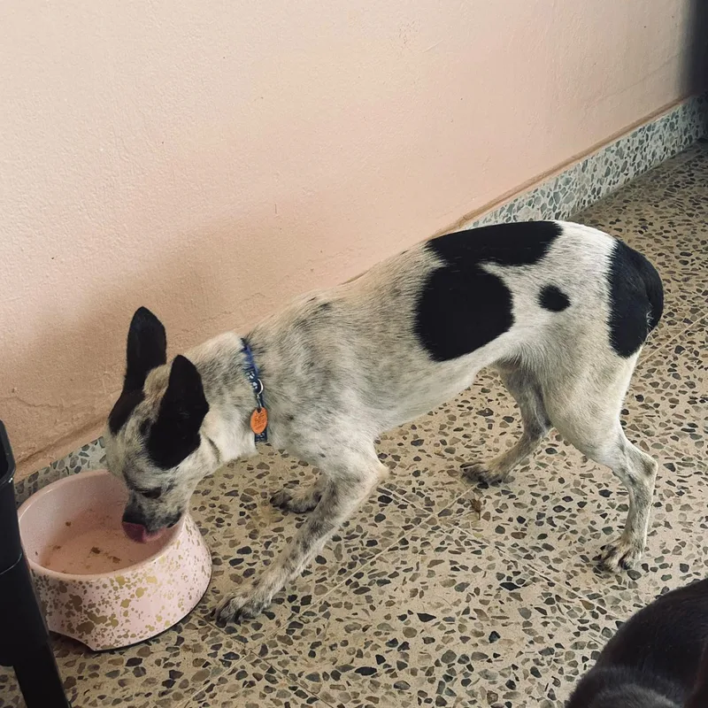 A young small-sized male Chihuahua dog named Panda for adoption in New York, NY