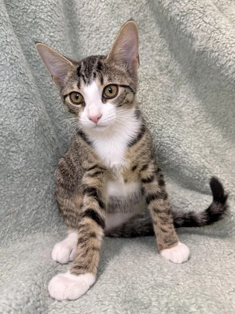 A baby medium-sized female Tabby (Brown / Chocolate) Domestic Short Hair cat named Tammy for adoption in Greensboro, NC