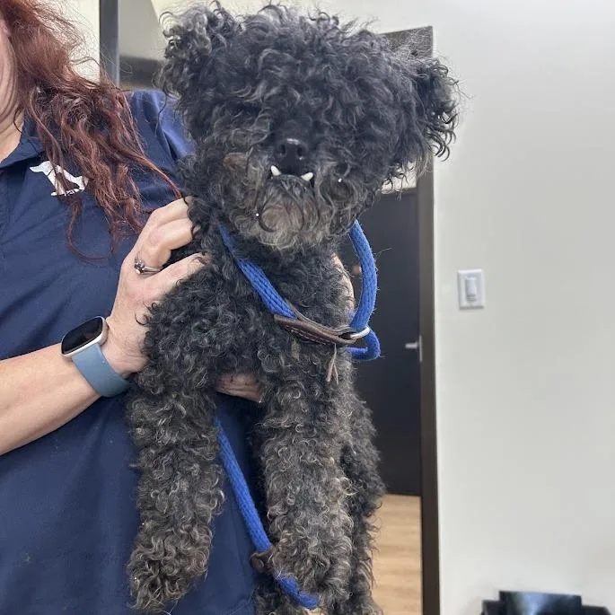 An adult small-sized male Black Poodle dog named SVASStray for adoption in Verona, VA