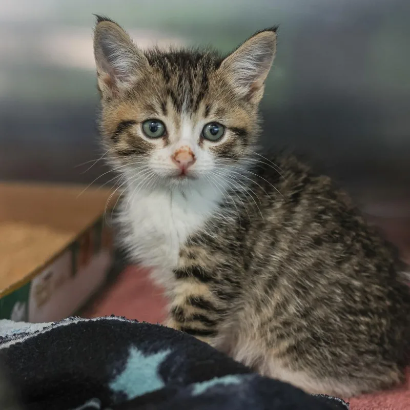 A baby small-sized male Brown / Chocolate Domestic Short Hair cat named Alex for adoption in Los Angeles, CA