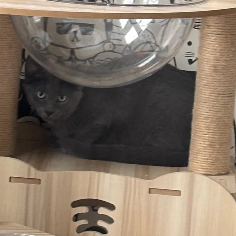A young small-sized male Gray / Blue / Silver Domestic Short Hair cat named Horizon for adoption in Oak Park, IL