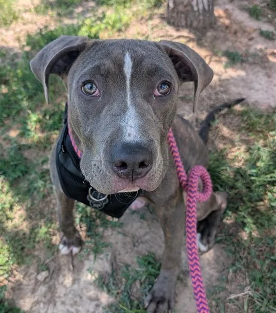 A young large-sized male Terrier dog named Pancake for adoption in Olivette, MO