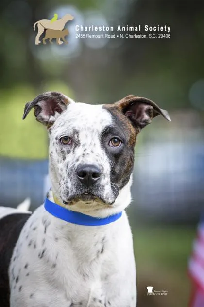 An adult large-sized male American Staffordshire Terrier dog named A Craig for adoption in North Charleston, SC