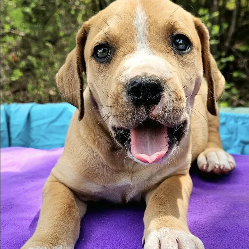 Prickly Pear thumbnail 2