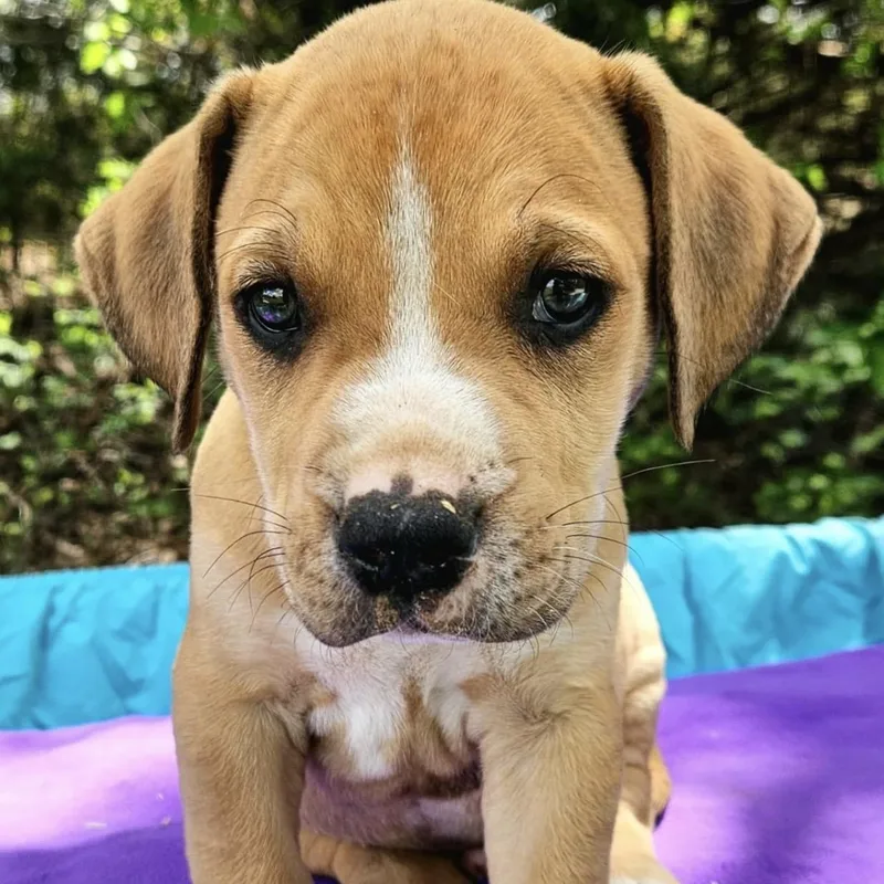 Prickly Pear thumbnail 3