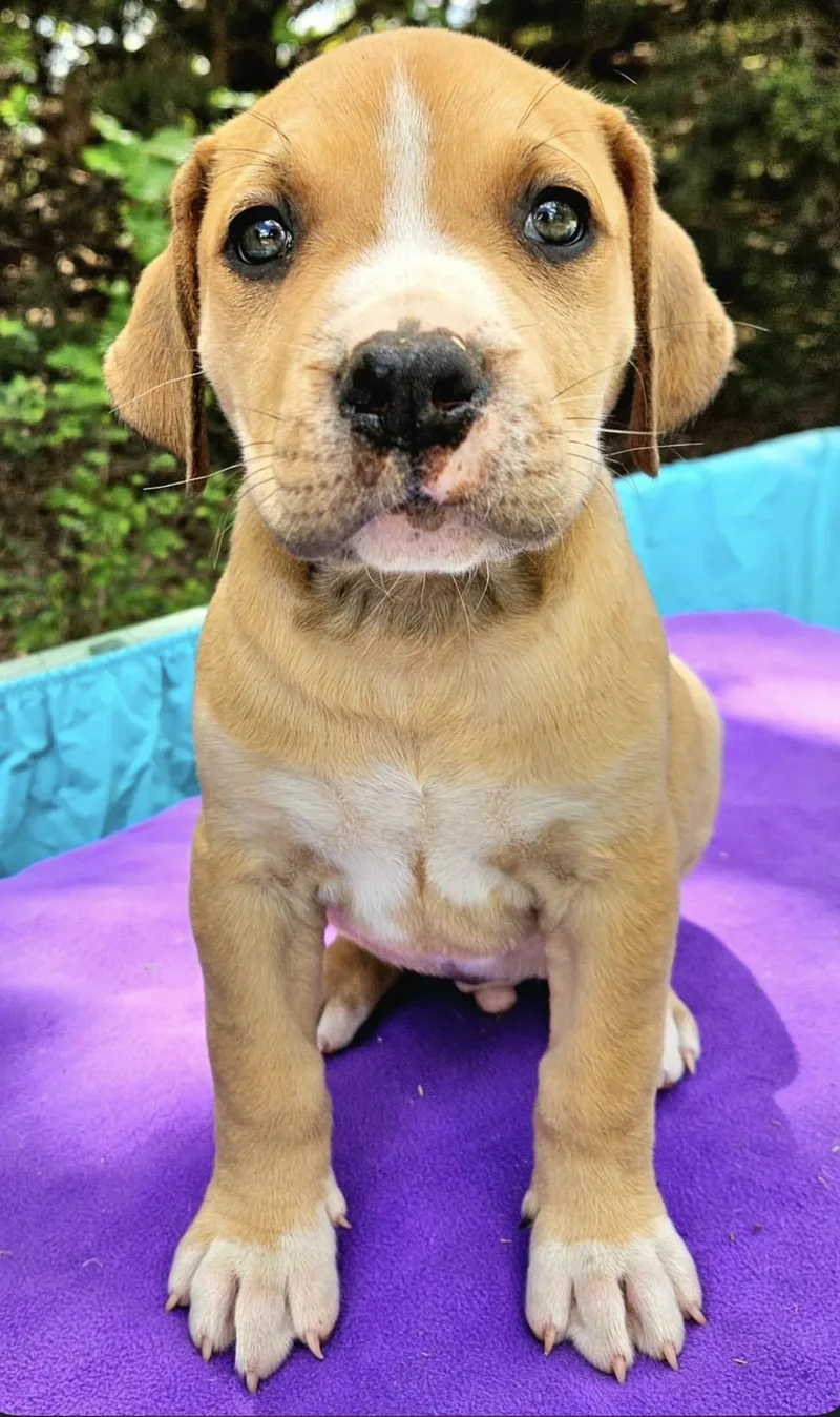 Prickly Pear thumbnail 4