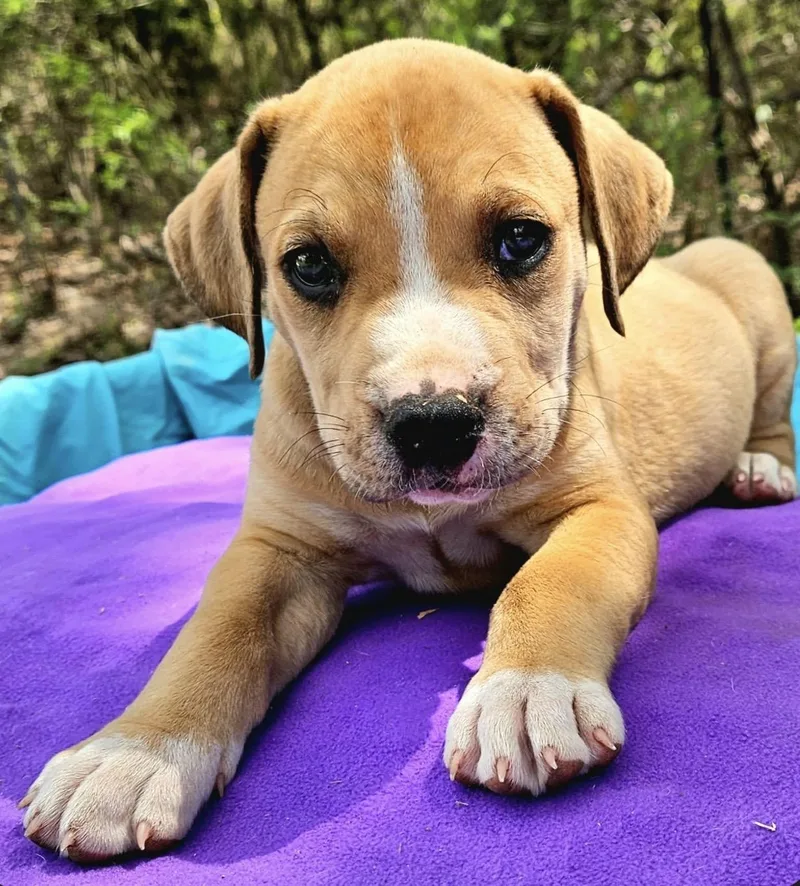 Prickly Pear thumbnail 5