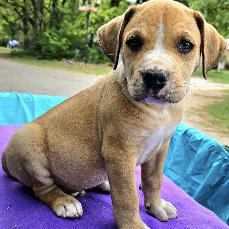 Prickly Pear thumbnail 6