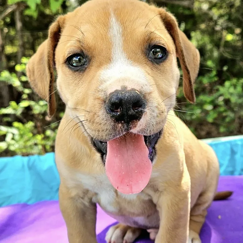 A baby medium-sized male Yellow / Tan / Blond / Fawn Mixed Breed dog named Prickly Pear for adoption in Pelham, NH