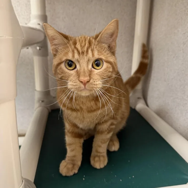 A baby medium-sized male Orange / Red Domestic Short Hair cat named Theodore for adoption in Naperville, IL